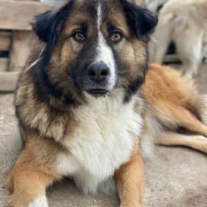 Poppi – geb. ca. 06/2021