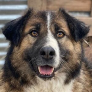 Poppi – geb. ca. 06/2021