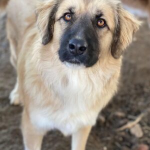 Malou – geb. ca. 04/2024