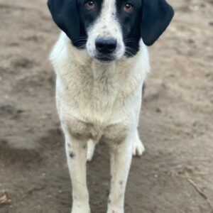 Daryl – geb. ca. 05/2024