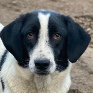 Daryl – geb. ca. 05/2024