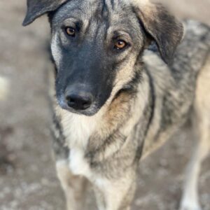 Erwin – geb. ca. 05/2024