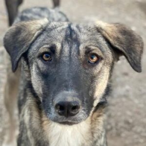 Erwin – geb. ca. 05/2024