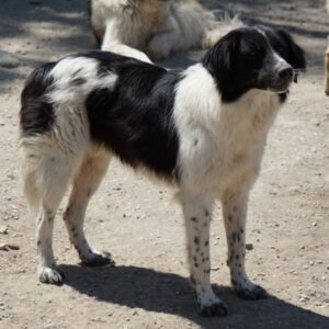 Herr Jasper – geb. ca. 05/2024