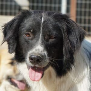 Herr Jasper – geb. ca. 05/2024