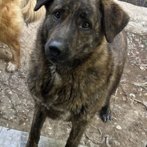 Kelly – geb. ca. 05/2024