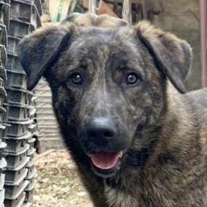 Kelly – geb. ca. 05/2024