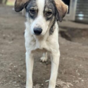 Kora – geb. ca. 05/2024