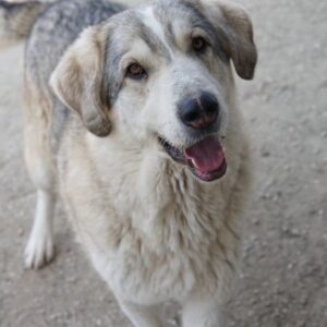 Lykos – geb. ca. 12/2023