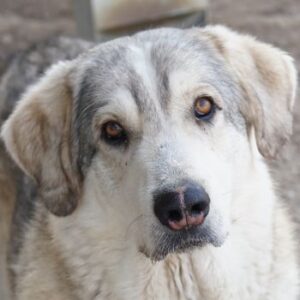 Lykos – geb. ca. 12/2023