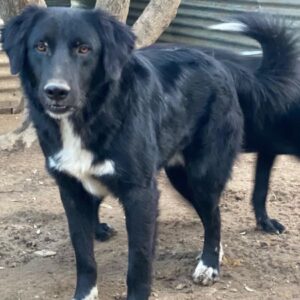 Monty – geb. ca. 05/2024