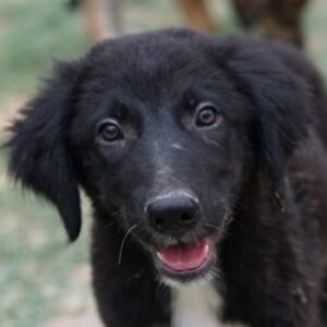 Monty – geb. ca. 05/2024