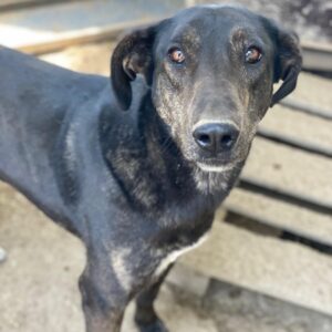 Nyota – geb. ca. 09/2023