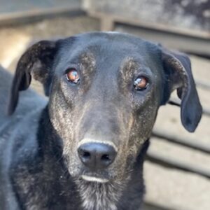 Nyota – geb. ca. 09/2023