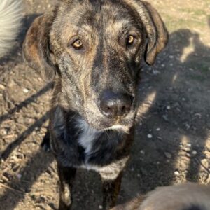 Petri – geb. ca. 04/2024