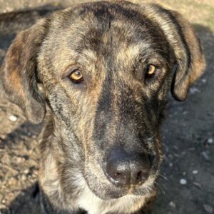 Petri – geb. ca. 04/2024