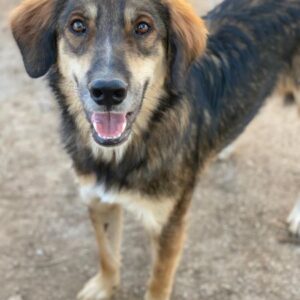 Rudolph – geb. ca. 05/2024