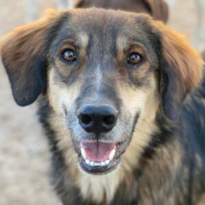 Rudolph – geb. ca. 05/2024