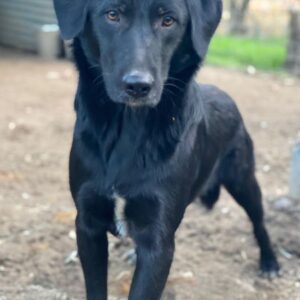 Taco Junior – geb. ca. 05/2024