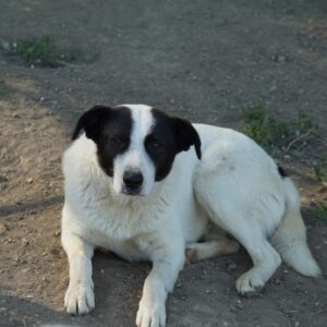 Capper – geb. ca. 06/2024