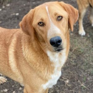 Hector – geb. ca. 11/2022