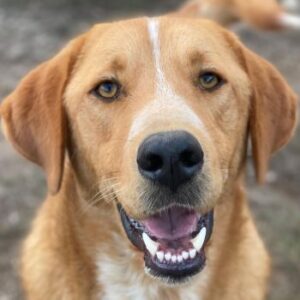 Hector – geb. ca. 11/2022