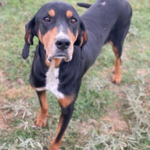 Joker – geb. ca. 11/2021