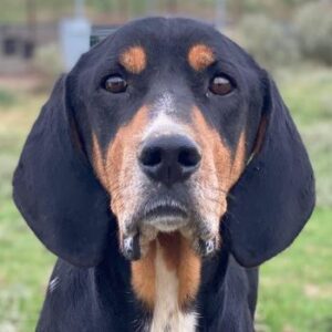 Joker – geb. ca. 11/2021