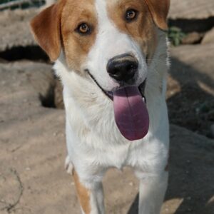 Benji – geb. ca. 10/2024