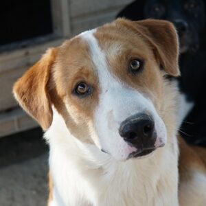 Benji – geb. ca. 10/2024