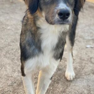 Blue – geb. ca. 10/2024