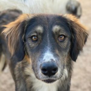 Blue – geb. ca. 10/2024