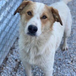 Chico – geb. ca. 10/2024