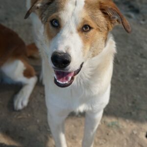 Chico – geb. ca. 10/2024