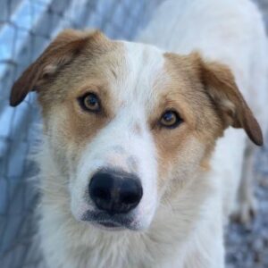 Chico – geb. ca. 10/2024