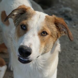 Chico – geb. ca. 10/2024