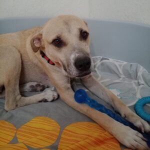 Coco – geb. ca. 07/2022