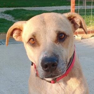 Coco – geb. ca. 07/2022