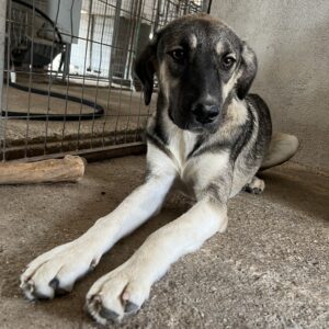 Perla – geb. ca. 10/2024