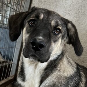 Perla – geb. ca. 10/2024