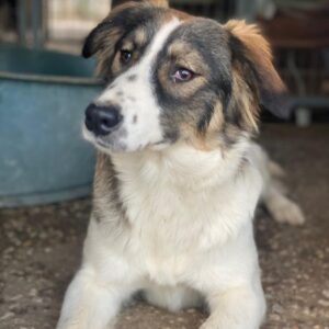 Resi – geb. ca. 10/2024