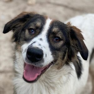 Resi – geb. ca. 10/2024