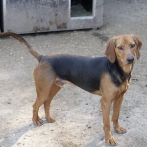 Ted – geb. ca. 01/2023