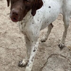 Areno – geb. ca. 08/2024