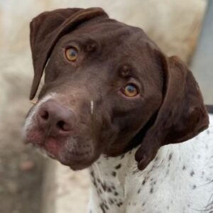 Areno – geb. ca. 08/2024