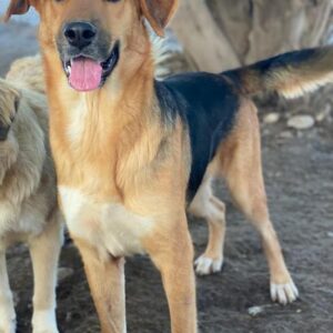 Ernesto – geb. ca. 01/2024