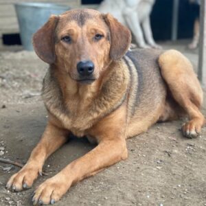 Nasso – geb. ca. 05/2024