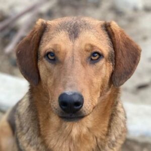 Nasso – geb. ca. 05/2024