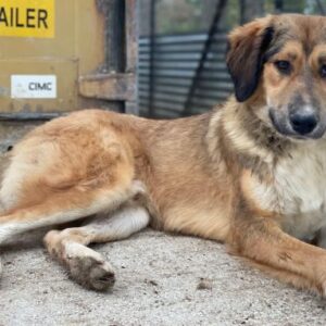 Sir Henry – geb. ca. 10/2024