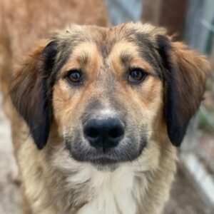 Sir Henry – geb. ca. 10/2024